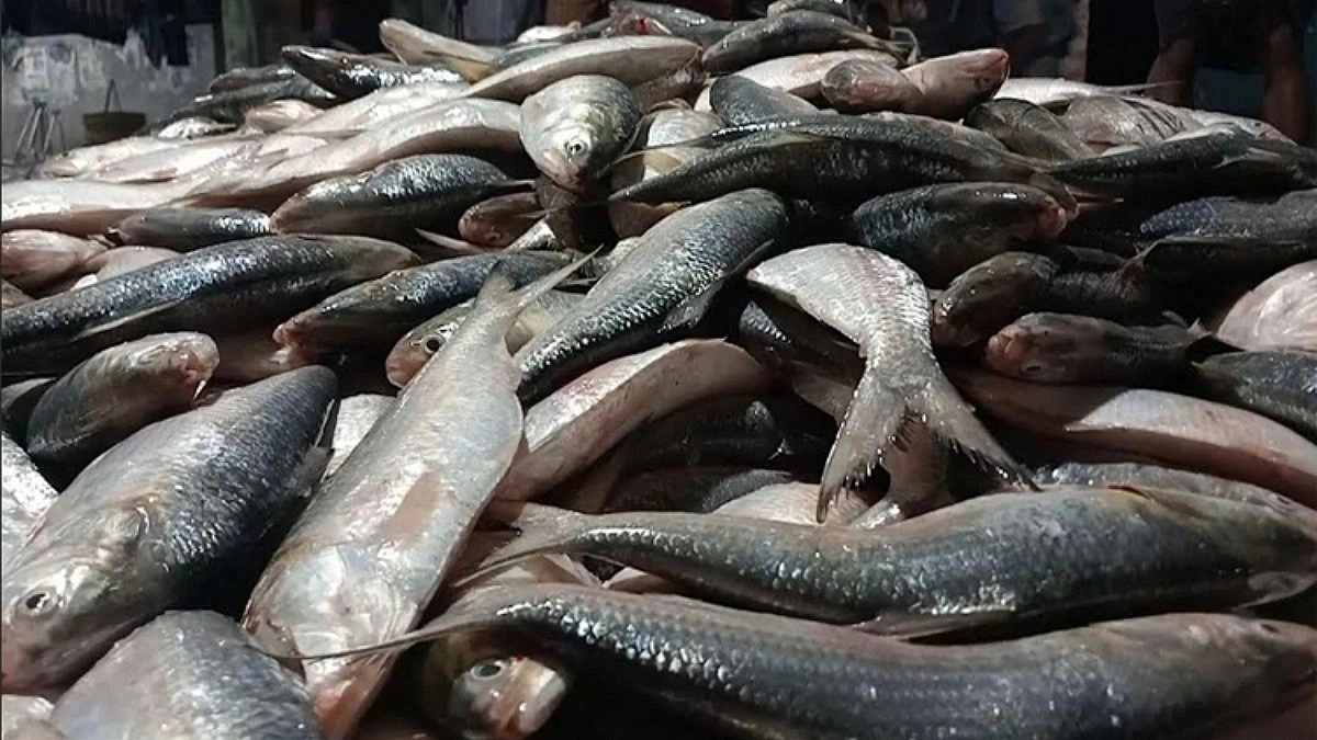 How does Gujarat’s hilsa compare in terms of taste to Bangladesh’s?