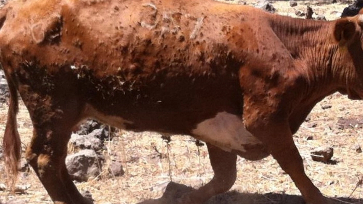 Ishwardi devastated by 'Lumpy Skin Disease', over 250 cattle dead in a month-and-a-half