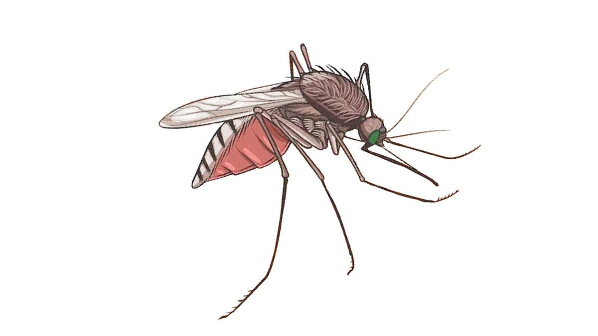 95% of dengue patients in Habiganj returned from Dhaka