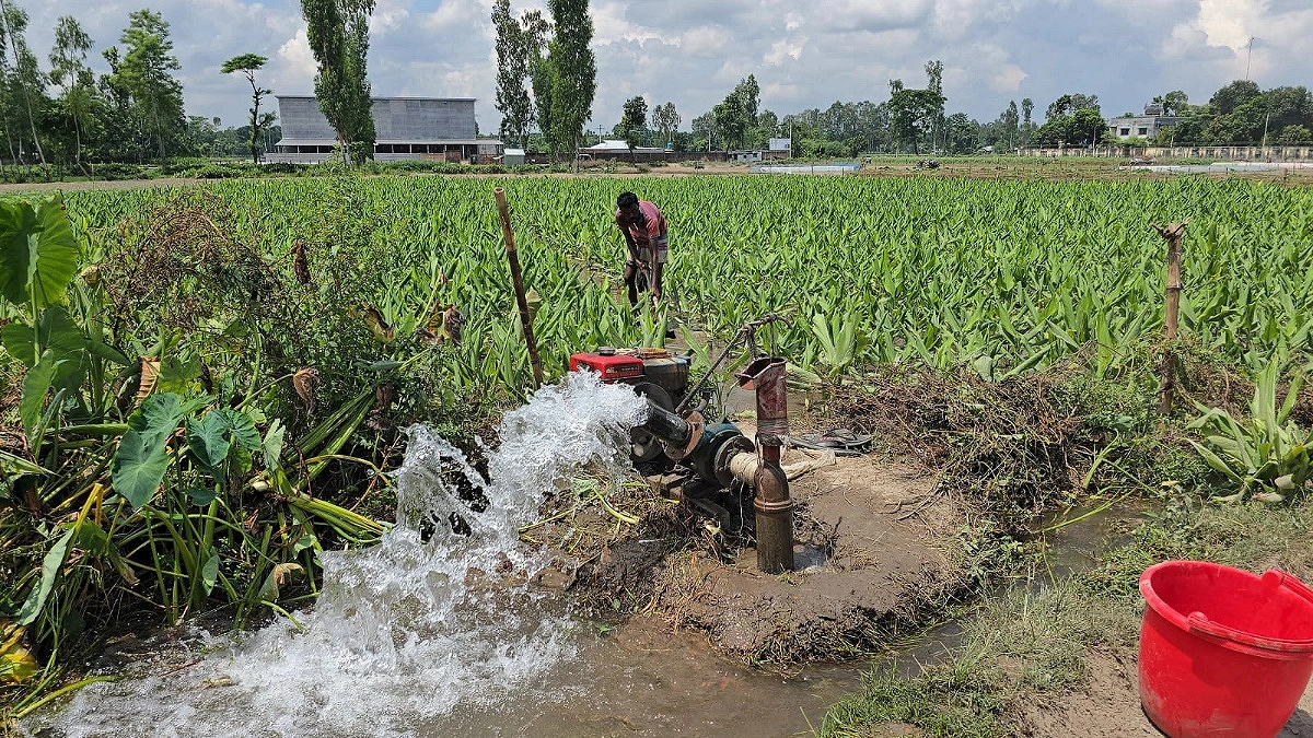 Mirer Bari: One village supplies half of the upazila's vegetables
