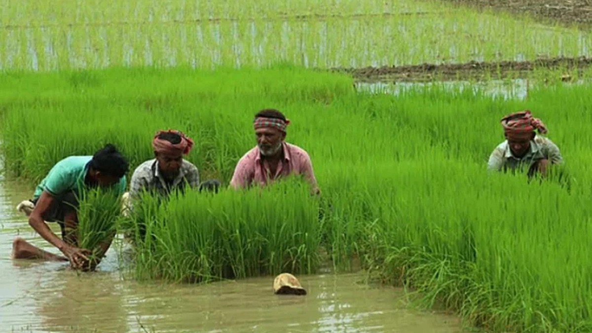 Farmers' dream of bouncing back in Aman cultivation in the northern region