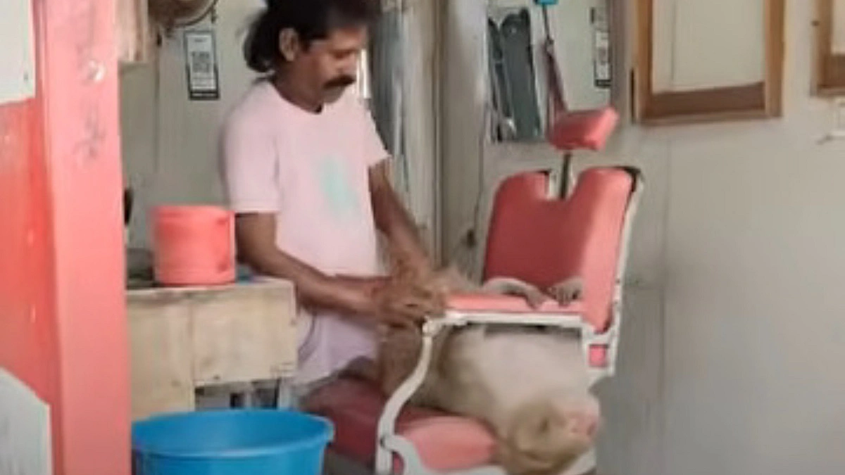 Monkey visits salon for a head massage