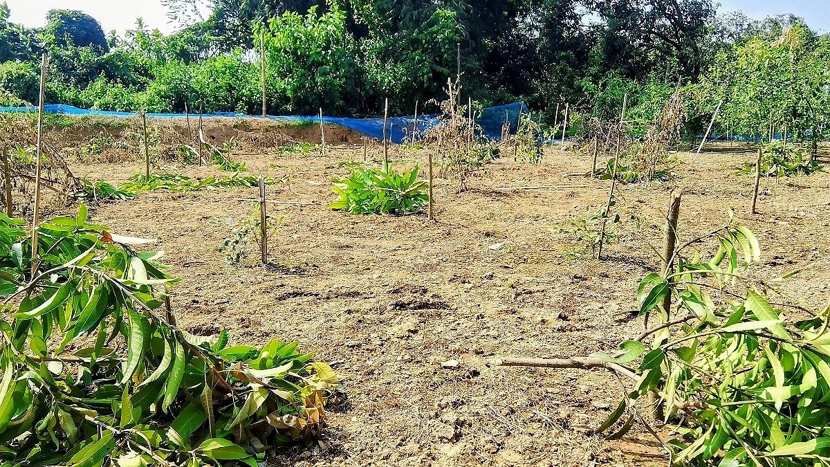 Land dispute turns violent as 101 trees cut in Dinajpur