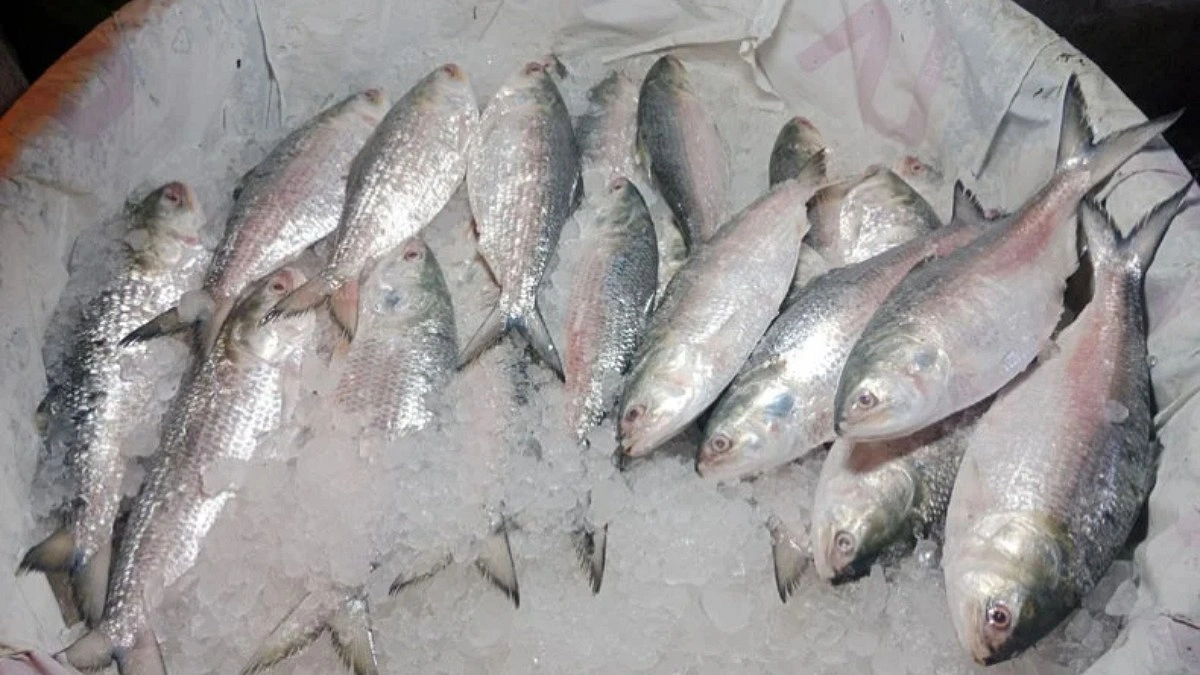 Hilsa poaching persists in Padma River despite govt ban