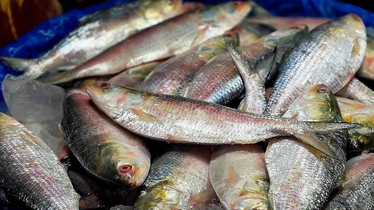 Hilsa sold in Bhola despite ban as raids halt due to funding shortage