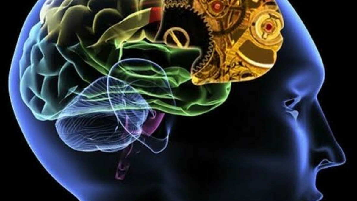 The human brain is actually two organs, study shows