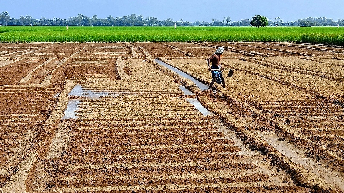 Early potato farming begins in Dinajpur despite risk of losses
