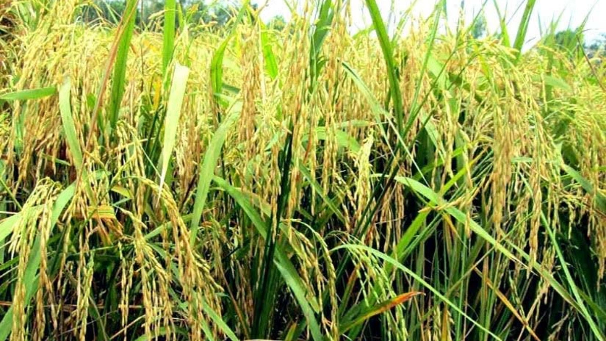 Aush rice production costs Tk 1,150 per maund, but sells for Tk 700