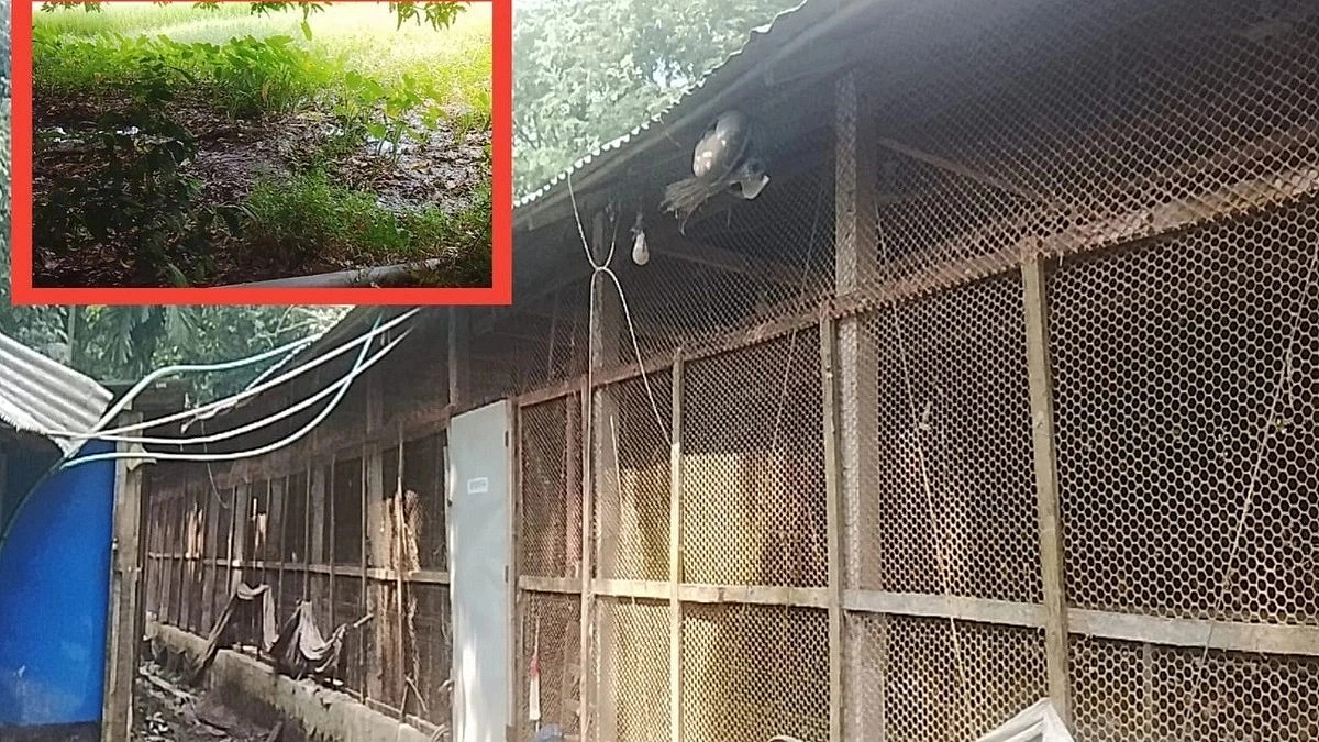 Poultry farm waste and foul odor plague more than 100 families