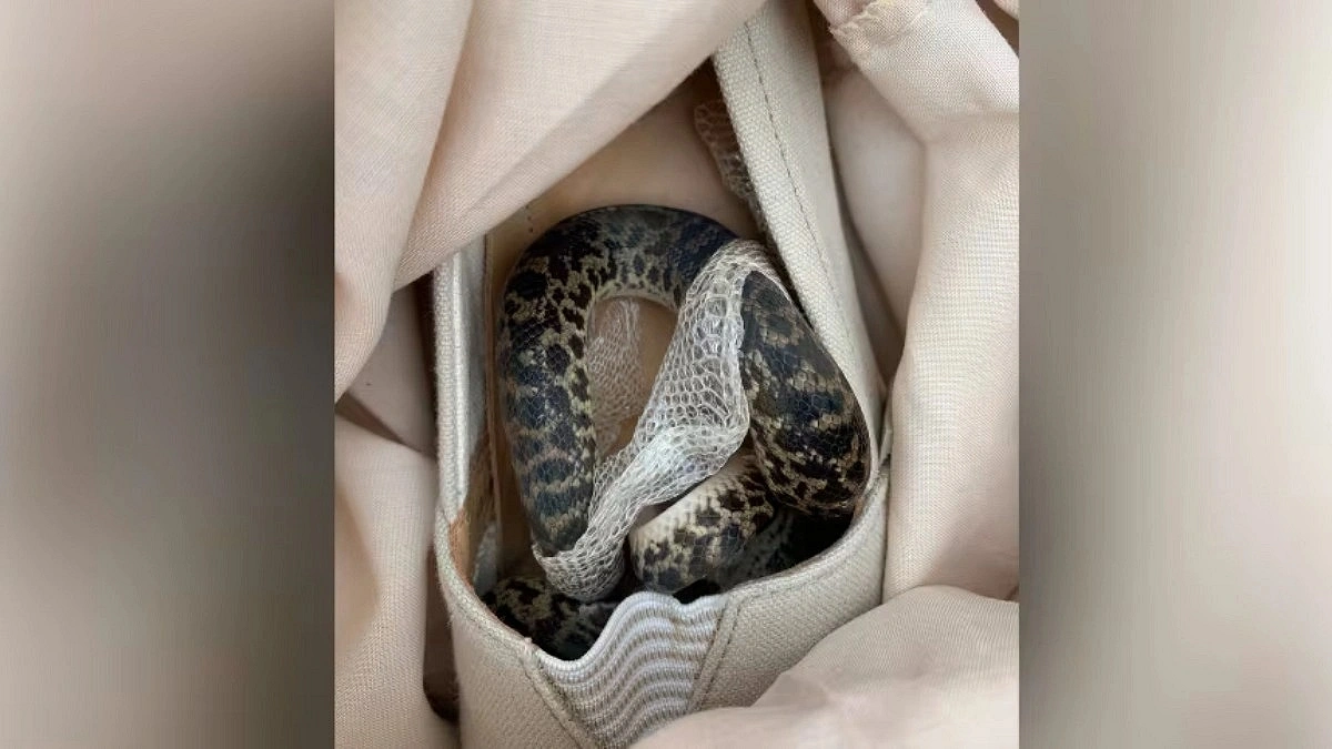 Live snake found under aircraft carpet in Japan